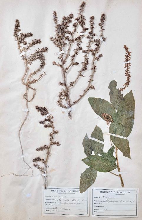 Botanical - 19th Herbarium Board - Dried plants - Primulaceae 30