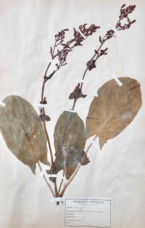 Botanical - 19th Herbarium Board - Dried plants - Primulaceae 32