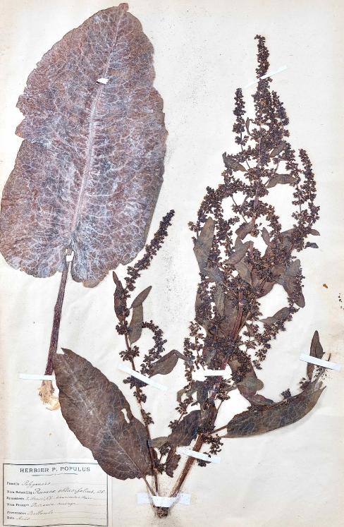 Botanical - 19th Herbarium Board - Dried plants - Savage patience