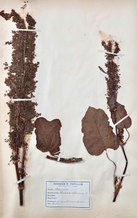 Botanical - 19th Herbarium Board - Dried plants - Primulaceae 39