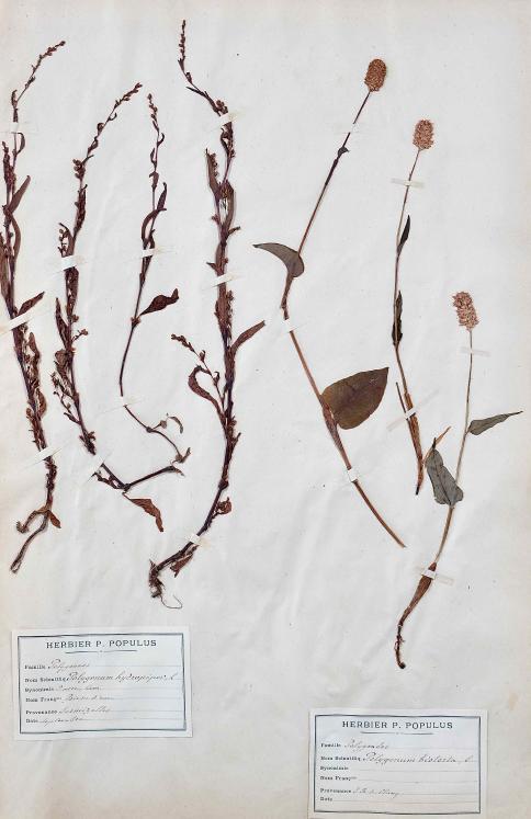 Botanical - 19th Herbarium Board - Dried plants - Primulaceae 41