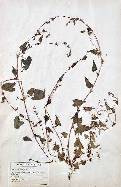 Botanical - 19th Herbarium Board - Dried plants - Primulaceae 42