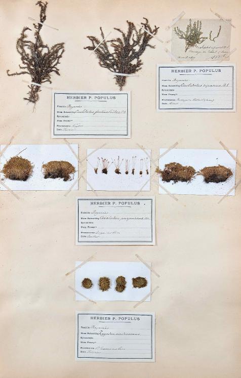 Botanical - 19th Herbarium Board - Dried plants - Moss 22