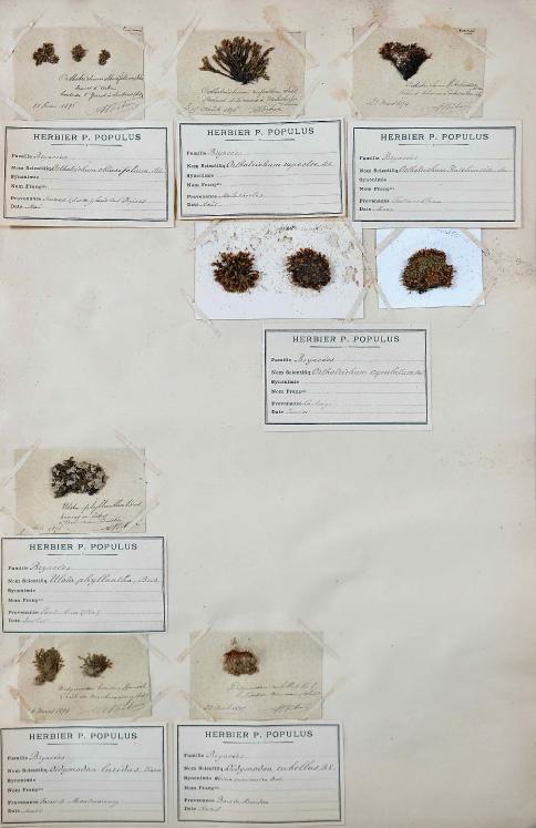 Botanical - 19th Herbarium Board - Dried plants - Moss 23