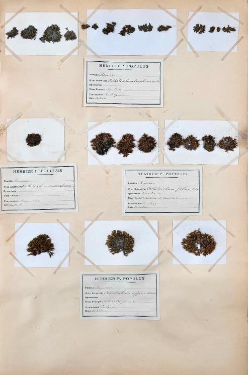 Botanical - 19th Herbarium Board - Dried plants - Moss 24