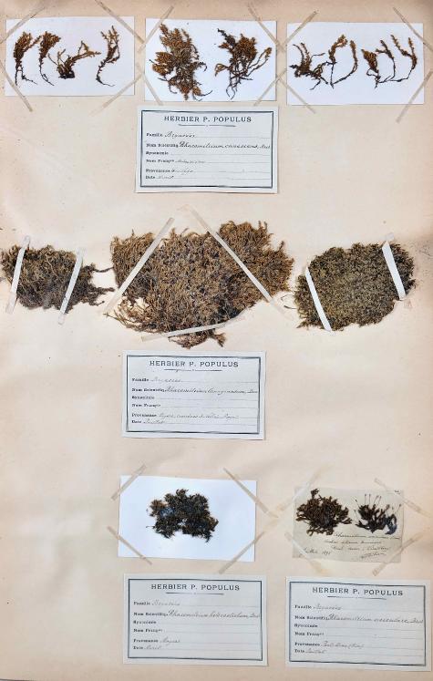 Botanical - 19th Herbarium Board - Dried plants - Moss 26