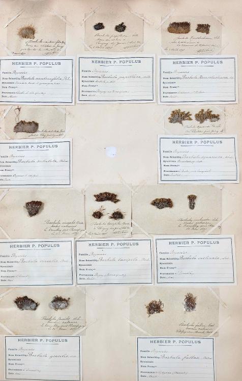 Botanical - 19th Herbarium Board - Dried plants - Moss 28