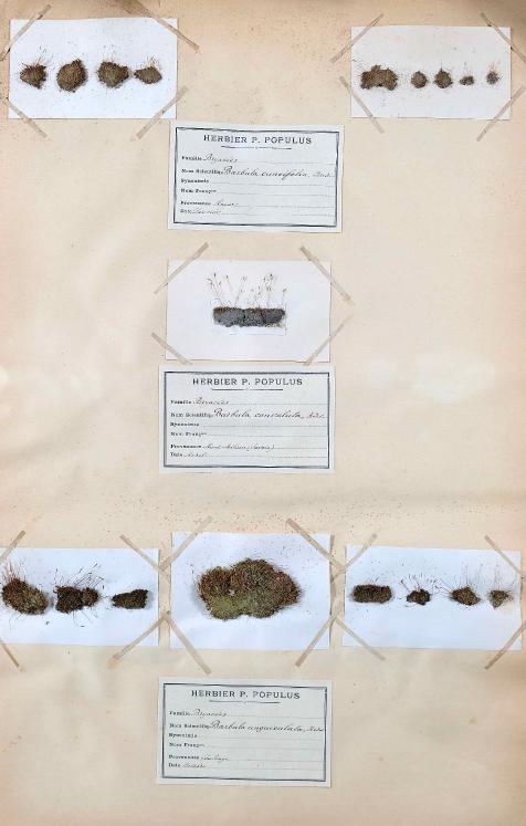 Botanical - 19th Herbarium Board - Dried plants - Moss 29