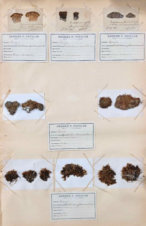 Botanical - 19th Herbarium Board - Dried plants - Moss 30