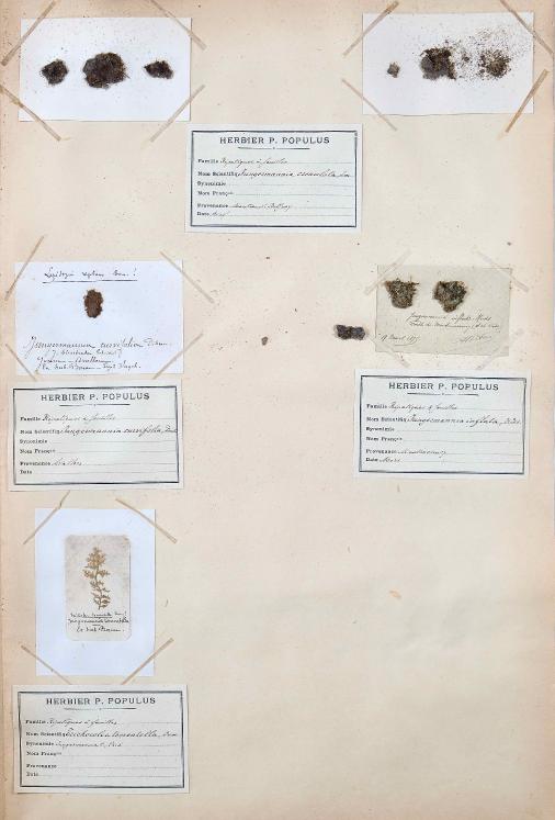 Botanical - 19th Herbarium Board - Dried plants - Moss 42