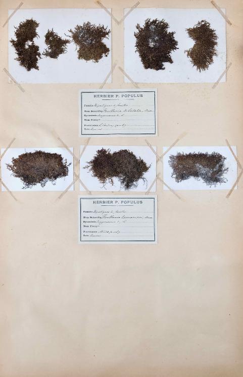 Botanical - 19th Herbarium Board - Dried plants - Moss 45