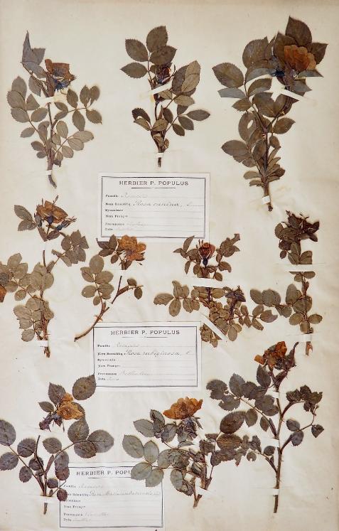 Botanical - 19th Herbarium Board - Dried plants - Rosaceae 17