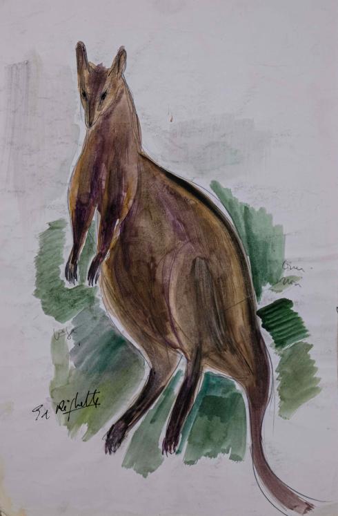 Edouard RIGHETTI  - Original painting - Watercolour - Kangaroo