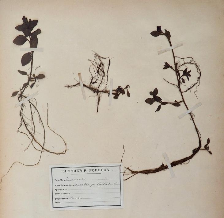 Botanical - 19th Herbarium Board - Dried plants - Water-purslane