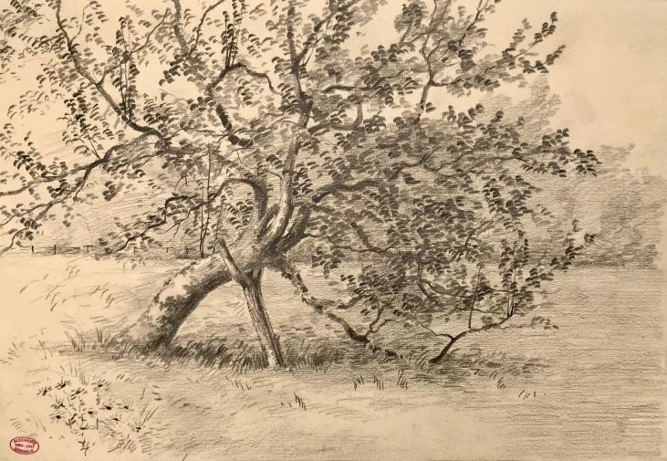 Alexandre Genaille -  Original drawing - Pencil - Norman apple tree