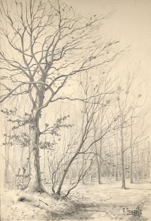 Alexandre Genaille - Original drawing - Pencil - Fontainebleau Forest 4