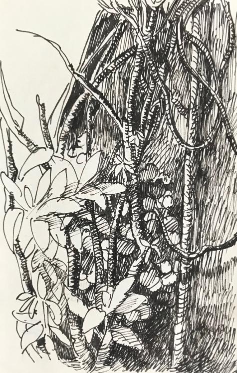Hélène VOGT - Original drawing - Ink - Flower 1