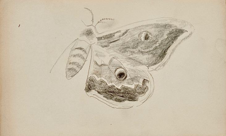 Auguste ROUBILLE - Original drawing - Pencil - Night butterfly 2