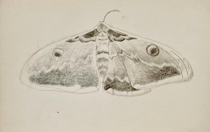 Auguste ROUBILLE - Original drawing - Pencil - Night butterfly 3