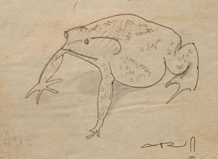 Auguste ROUBILLE - Original drawing - Pencil - Frog 2