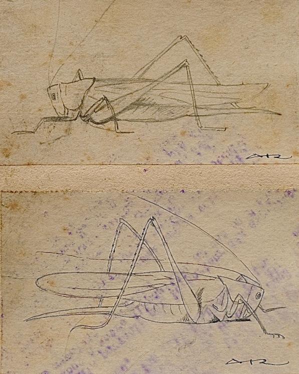 Auguste ROUBILLE - Original drawing - Pencil - Grasshopper 2