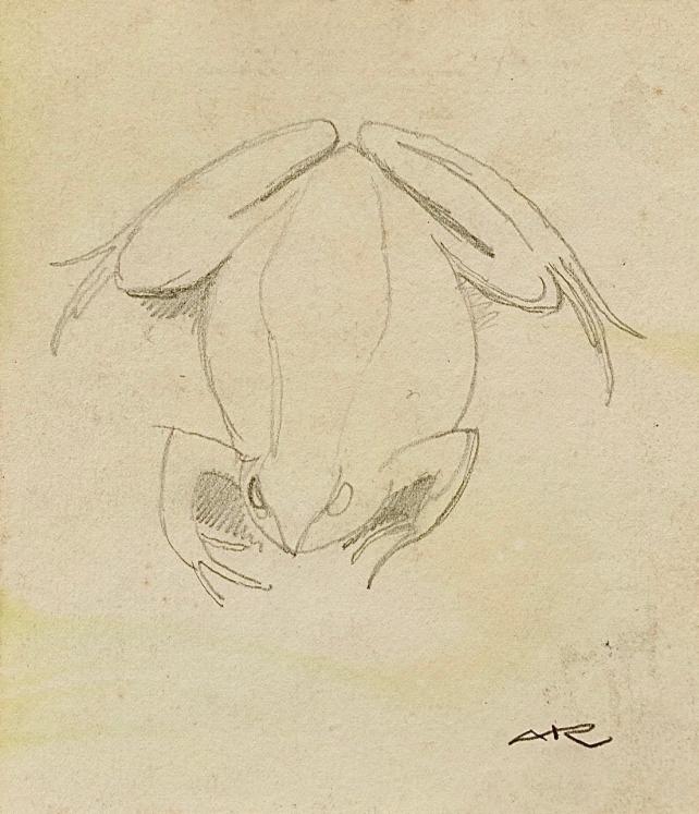 Auguste ROUBILLE - Original drawing - Pencil - Frog 3
