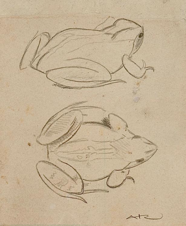 Auguste ROUBILLE - Original drawing - Pencil - Frog 5