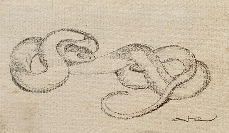 Auguste ROUBILLE - Original drawing - Pencil - Snake 2