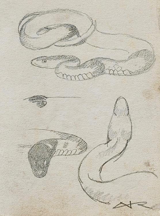 Auguste ROUBILLE - Original drawing - Pencil - Snake 3