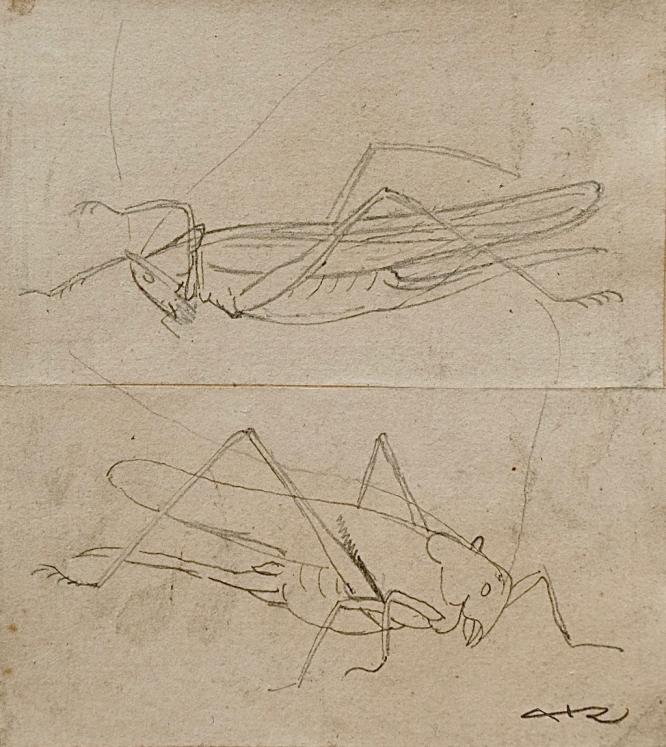 Auguste ROUBILLE - Original drawing - Pencil - Grasshopper 4