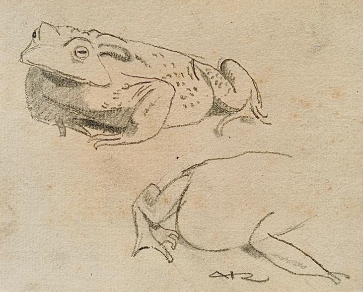 Auguste ROUBILLE - Original drawing - Pencil - Toad 1