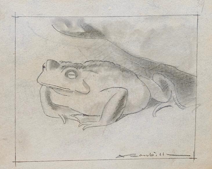Auguste ROUBILLE - Original drawing - Pencil - Toad 2