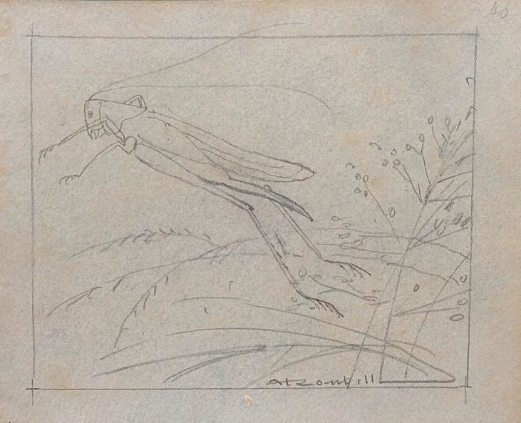 Auguste ROUBILLE - Original drawing - Pencil - Grasshopper 5