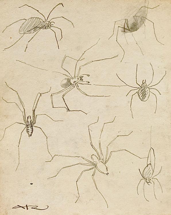 Auguste ROUBILLE - Original drawing - Pencil -Spider 6
