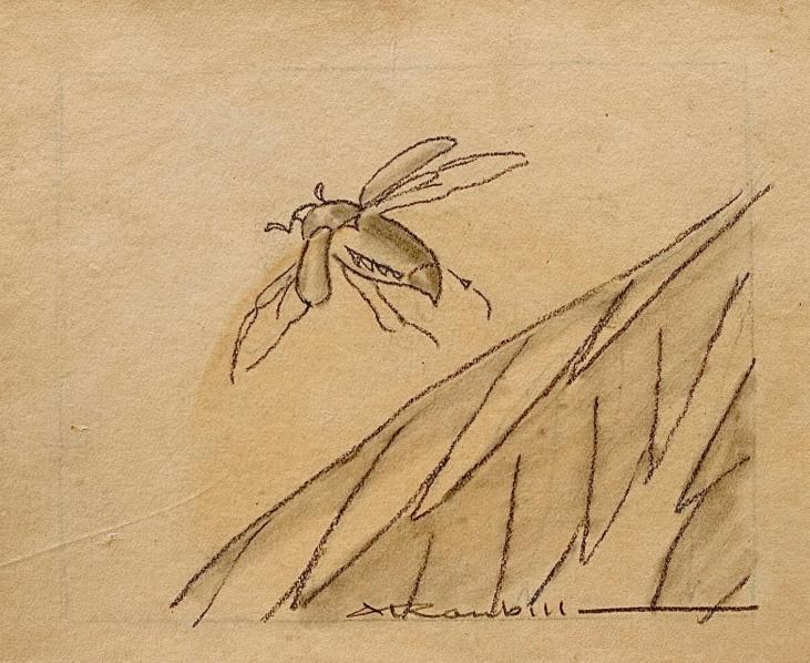 Auguste ROUBILLE - Original drawing - Pencil - Flying insect