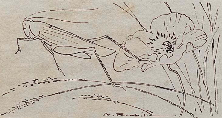 Auguste ROUBILLE - Original drawing - Pencil - Grasshopper 3