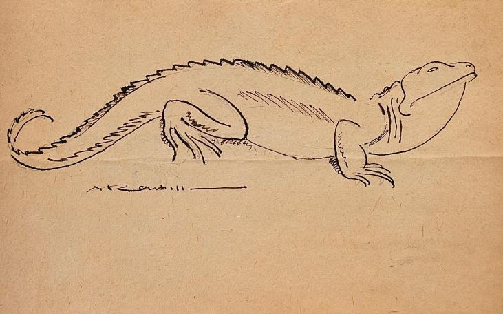 Auguste ROUBILLE - Original drawing - Ink - Iguana