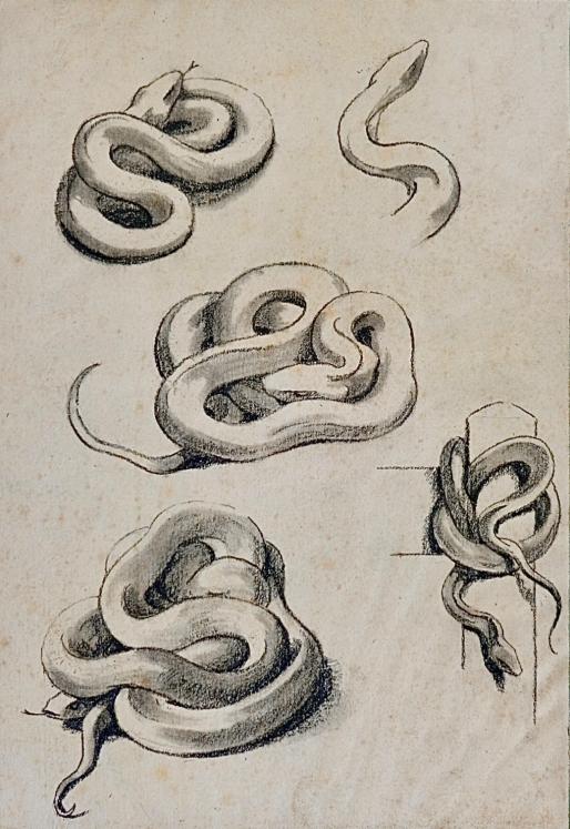 Auguste ROUBILLE - Original drawing - Pencil - Snake 6