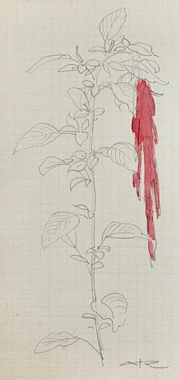 Auguste ROUBILLE - Original drawing - Pencil - Study of amaranth 1