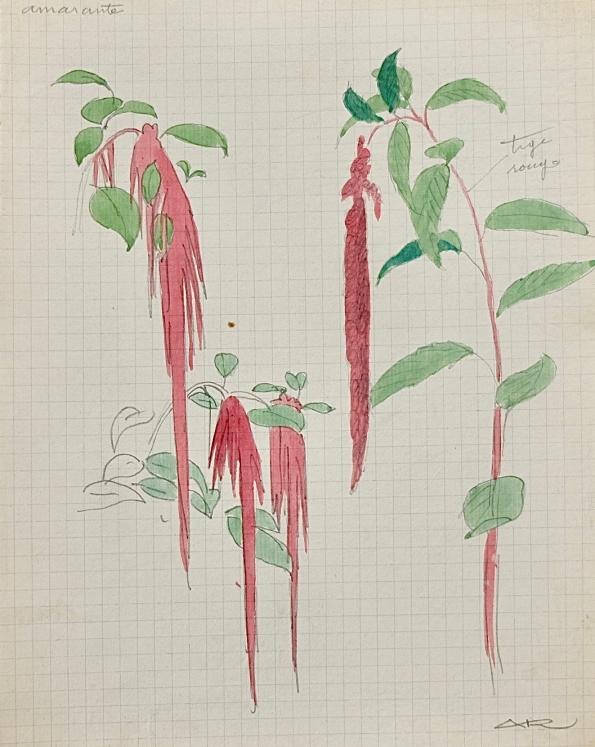 Auguste ROUBILLE - Original painting - Watercolor - Study of amaranth 2
