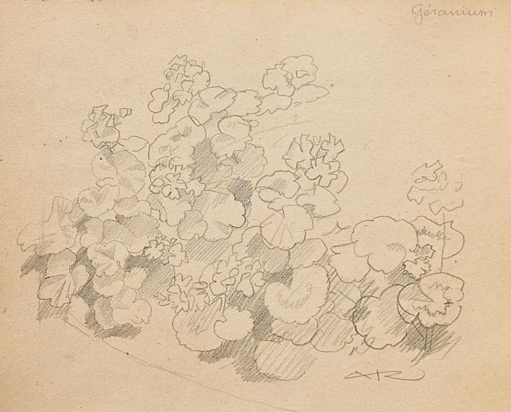Auguste ROUBILLE - Original drawing - Pencil - Geranium
