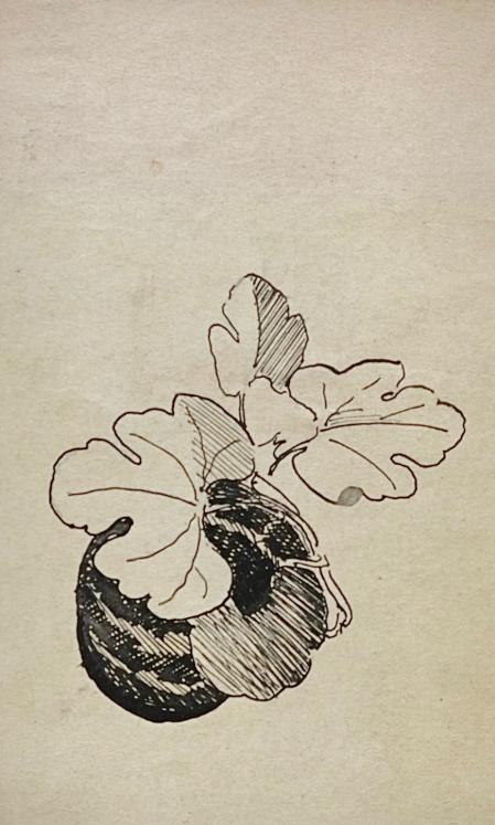 Auguste ROUBILLE - Original drawing - Ink - Acorn study