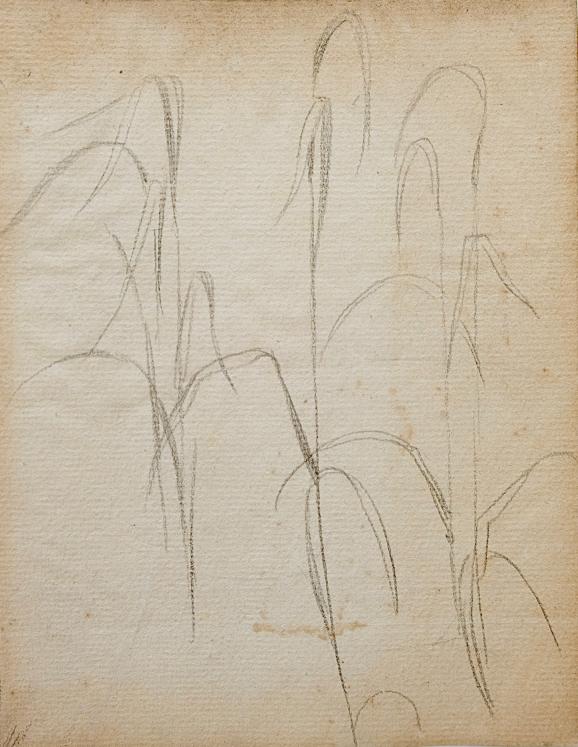 Auguste ROUBILLE - Original drawing - Pencil - Study of Plant 2