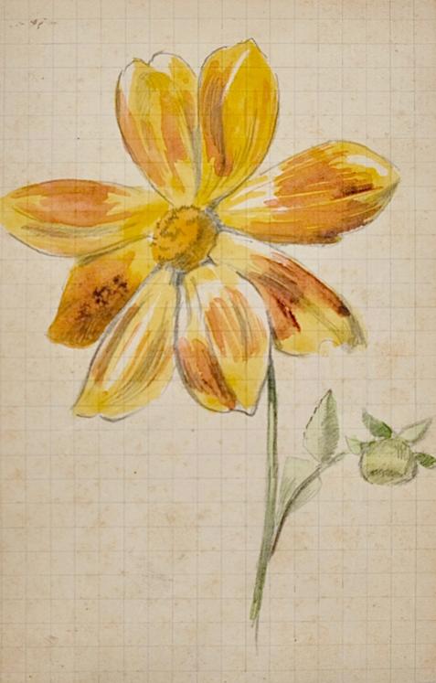 Auguste ROUBILLE - Original painting - Watercolor - Study of yellow Marguerite