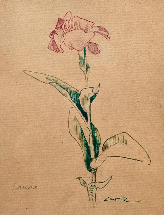 Auguste ROUBILLE - Original drawing - Ink - Study of Flowers 8