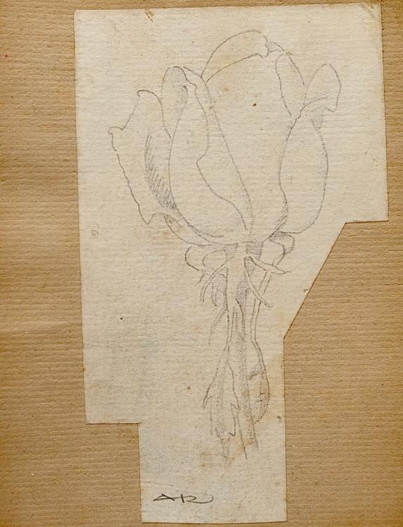 Auguste ROUBILLE - Original drawing - Ink - Study of Flowers 9