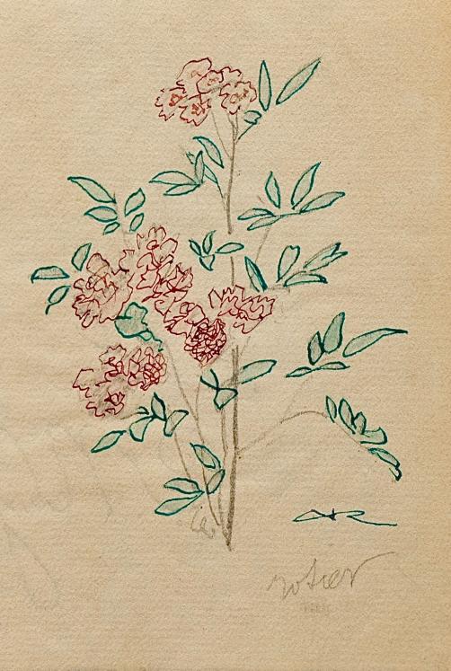 Auguste ROUBILLE - Original drawing - Ink - Rosebush