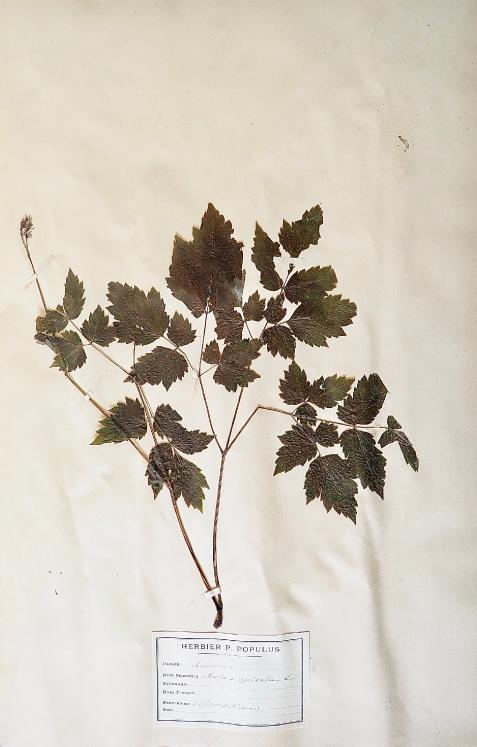 Botanical - 19th Herbarium Board - Dried plants - Asteraceae