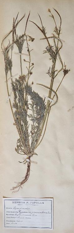 Botanical - 19th Herbarium Board - Dried plants - Cumin cornu