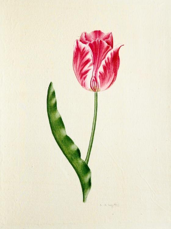 LA ROCHE LAFFITTE - Original painting - Watercolor - Tulip 4